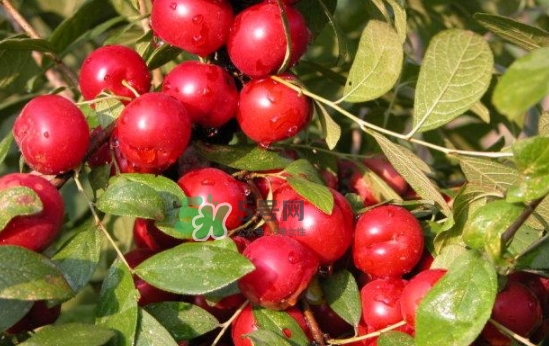 鈣果孕婦可以吃嗎？懷孕可以吃歐李嗎？