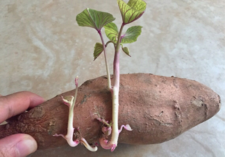 地瓜發(fā)芽了怎么種盆栽？拔絲地瓜怎么熬糖