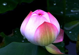 八月份還有荷花嗎？8月份還有荷花嗎？