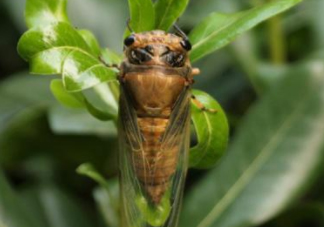 知了殼哪里收購？哪里有收知了殼的？