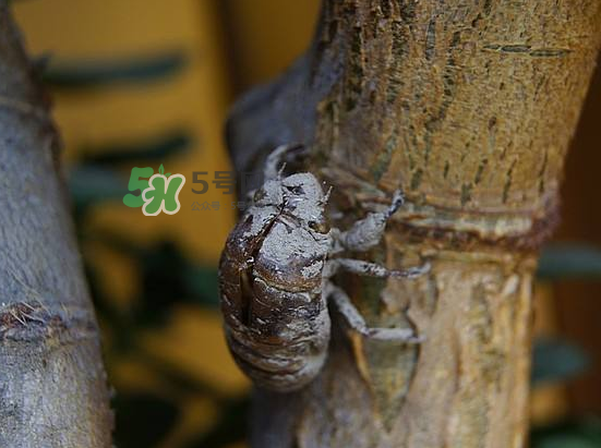 蟬殼多少錢一斤？蟬殼多少錢一斤2017？