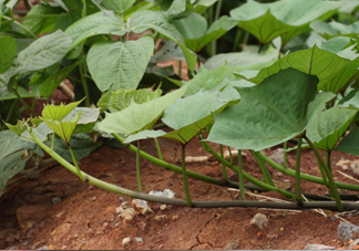 紅薯葉怎么做好吃？什么人不能吃紅薯葉