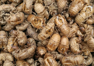 知了殼收什么價？知了殼收購價格