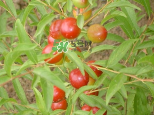 鈣果什么味道？鈣果好吃嗎？