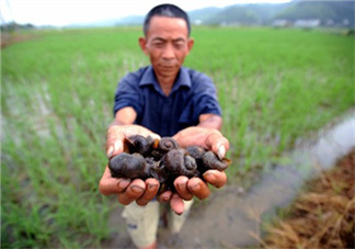 怎么殺死福壽螺寄生蟲？福壽螺寄生蟲怎么去除？