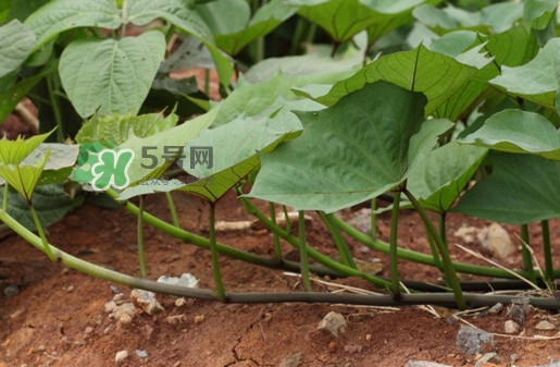 紅薯葉怎么做好吃？什么人不能吃紅薯葉