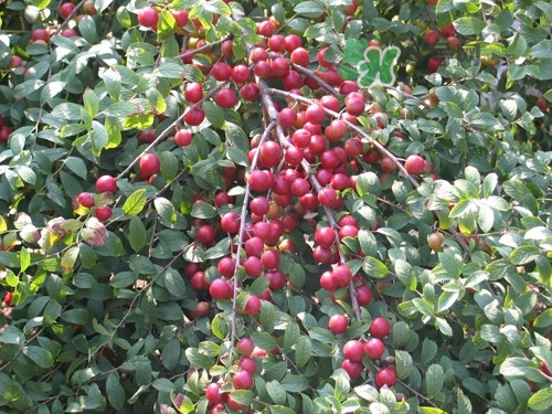 鈣果什么味道？鈣果好吃嗎？