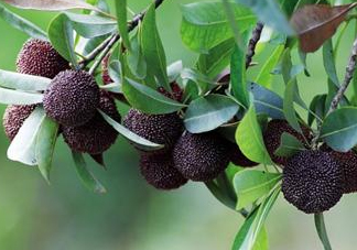 八月份還有楊梅嗎？楊梅幾月份結(jié)束？