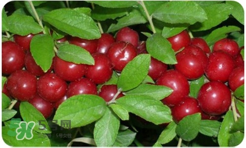 鈣果什么味道？鈣果好吃嗎？