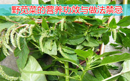 莧菜可以涮火鍋嗎 莧菜的營養(yǎng)價(jià)值