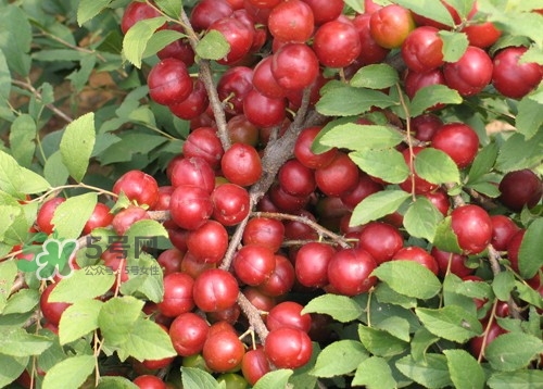 鈣果什么味道？鈣果好吃嗎？