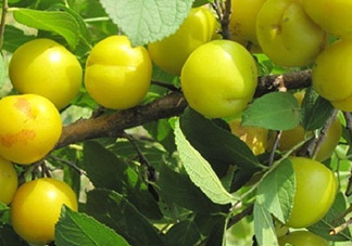 鈣果怎么吃？鈣果食用方法