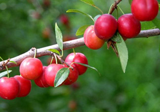 鈣果孕婦可以吃嗎？懷孕可以吃歐李嗎？