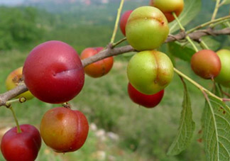 鈣果什么味道？鈣果好吃嗎？