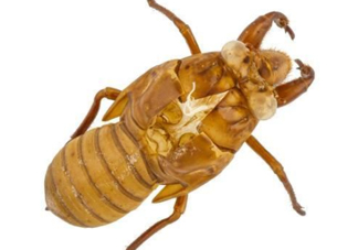 知了殼能治破傷風(fēng)嗎？知了殼能治什么??？