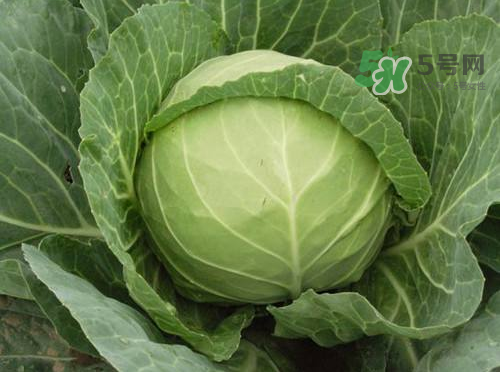 立秋可以種甘藍嗎？九月份能種甘藍嗎？