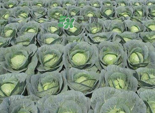 立秋可以種甘藍嗎？九月份能種甘藍嗎？