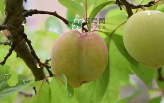 奈李是什么水果？奈李為什么會空心