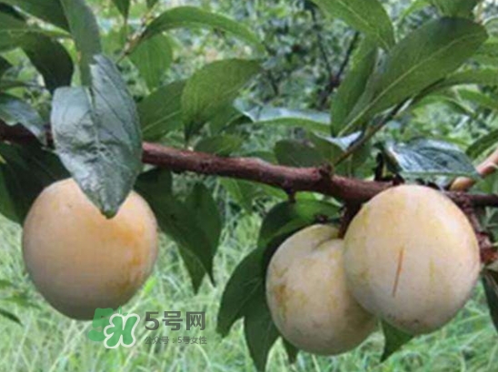 奈李不能和什么一起吃？奈李的禁忌