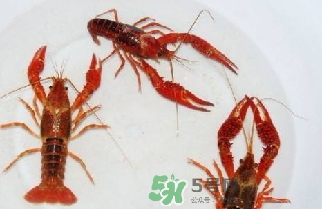 小龍蝦放水里能活多久_小龍蝦放在水里會(huì)死嗎 小龍蝦放水里能活多久_小龍蝦放在水里會(huì)死嗎