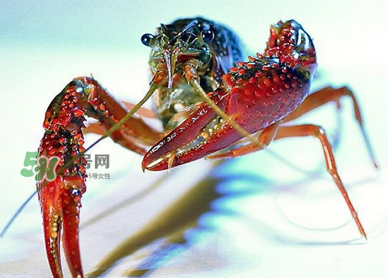 小龍蝦放水里能活多久_小龍蝦放在水里會(huì)死嗎 小龍蝦放水里能活多久_小龍蝦放在水里會(huì)死嗎