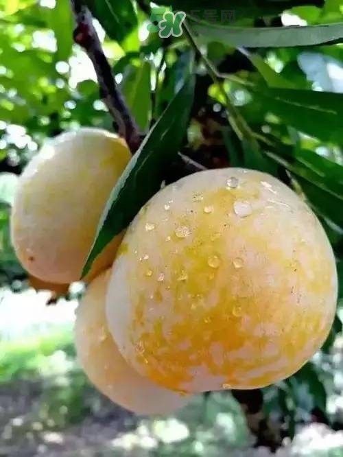 奈李是什么水果？奈李為什么會空心