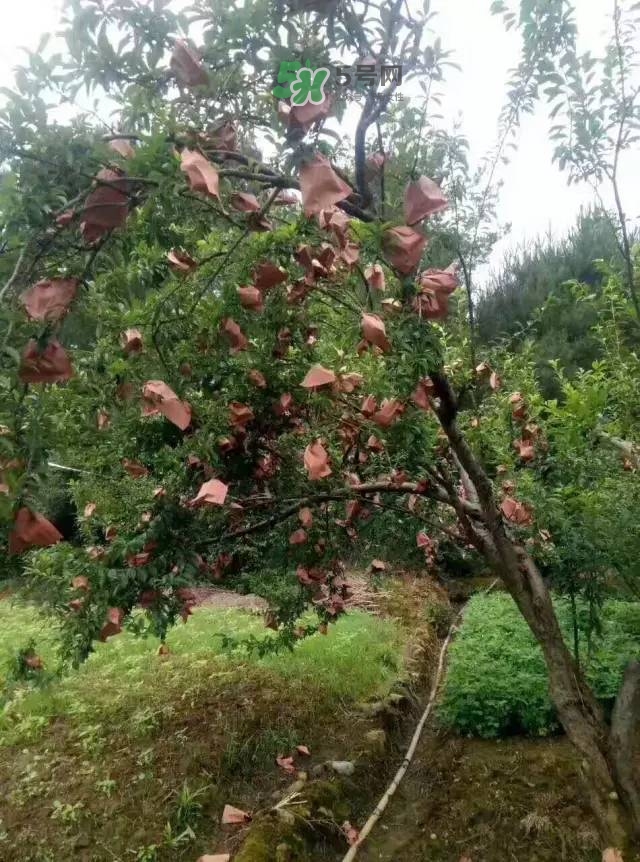 奈李是什么水果？奈李為什么會空心