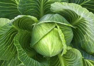 立秋可以種甘藍(lán)嗎？九月份能種甘藍(lán)嗎？