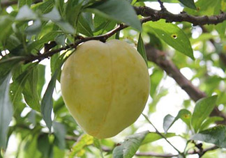 奈李不能和什么一起吃？奈李的禁忌