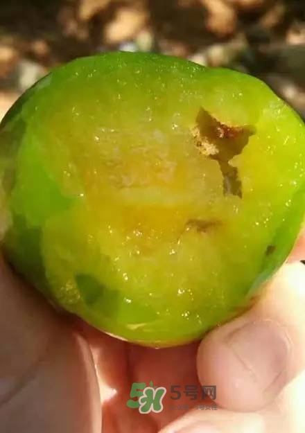 奈李是什么水果？奈李為什么會空心