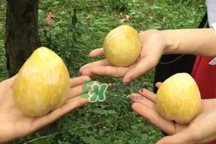 奈李是什么水果？奈李為什么會空心