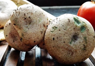 松乳菇真的好吃嗎？松乳菇哪里能吃到