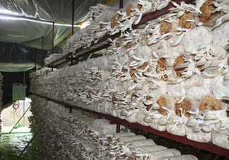 秀珍菇什么品種好？一萬袋秀珍菇要多少成本