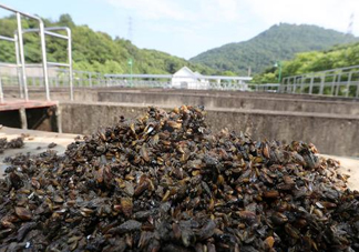 海瓜子多少錢一斤？西湖撈起的海瓜子能吃嗎