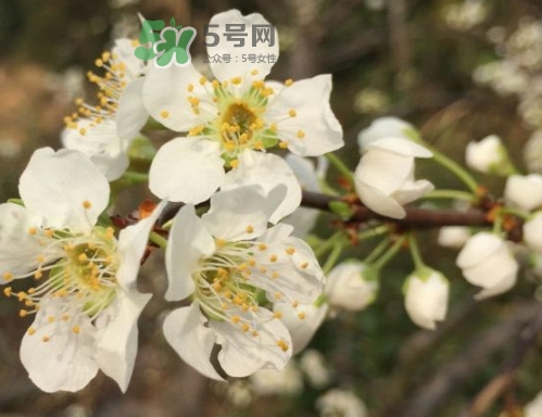 奈李可以放冰箱嗎？奈李怎么保存