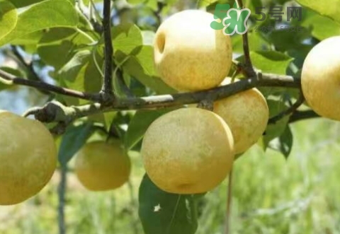 奈李可以放冰箱嗎？奈李怎么保存