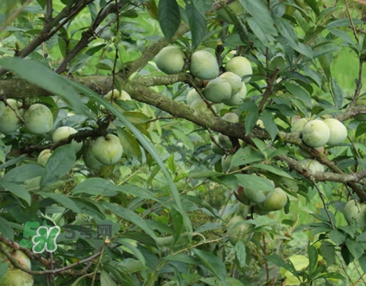 奈李可以放冰箱嗎？奈李怎么保存