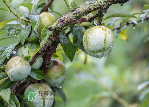 奈李可以和葡萄一起吃嗎？奈李能和葡萄同吃嗎