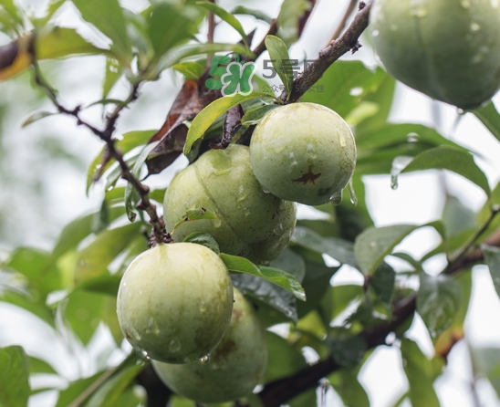 奈李可以和葡萄一起吃嗎？奈李能和葡萄同吃嗎