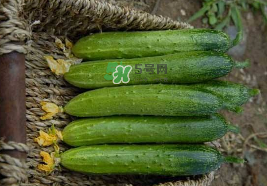立秋可以種黃瓜嗎？立秋后能種黃瓜嗎？