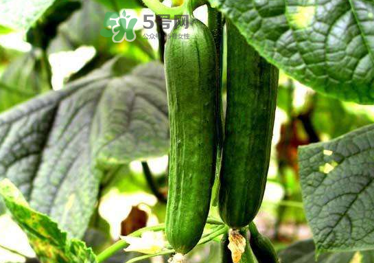 立秋可以種黃瓜嗎？立秋后能種黃瓜嗎？