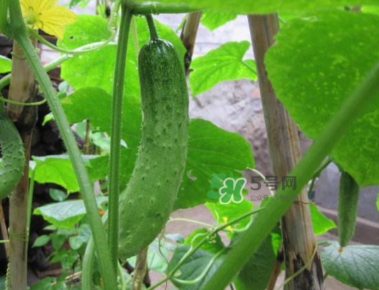立秋可以種黃瓜嗎？立秋后能種黃瓜嗎？