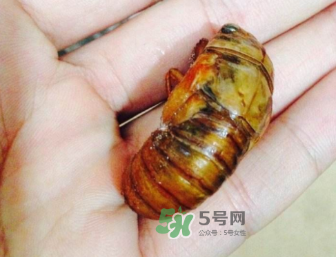 知了猴可以煮著吃嗎？知了猴怎么煮？