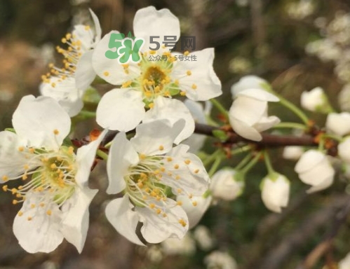 月經(jīng)期間可以吃奈李嗎？來月經(jīng)可以吃奈李嗎