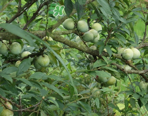 月經(jīng)期間可以吃奈李嗎？來月經(jīng)可以吃奈李嗎