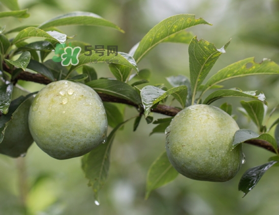 寶寶可以吃奈李嗎？寶寶多大可以吃奈李