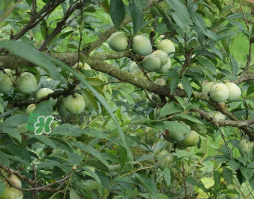 寶寶可以吃奈李嗎？寶寶多大可以吃奈李