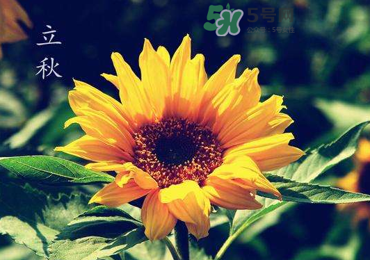 立秋為什么在處暑前？為什么立秋早過處暑？