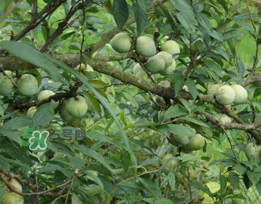 奈李怎么挑？奈李怎么挑選