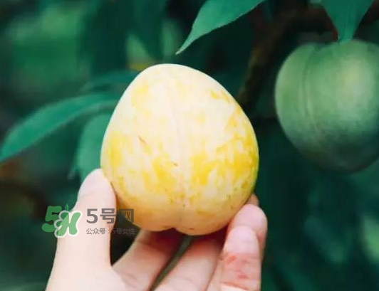 奈李怎么挑？奈李怎么挑選